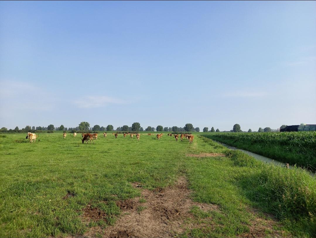 Kühe auf der Weide Holland Schuwey