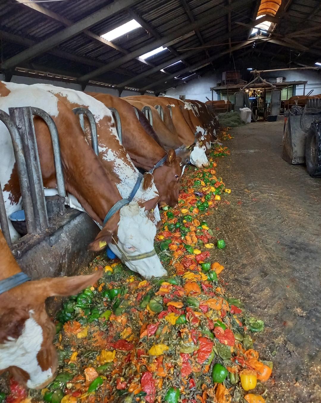 Kühe füttern in Holland Schuwey